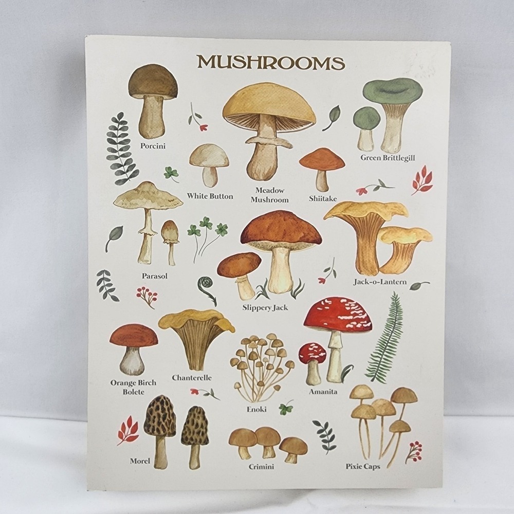 Foraging Mushroom studies Print 2023 Stupell Industries on wood wall hanger